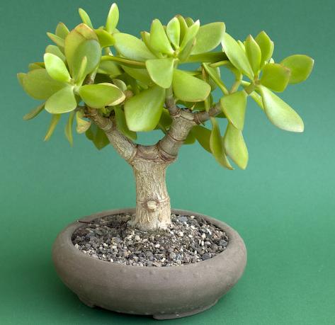 کراسولا اواتا